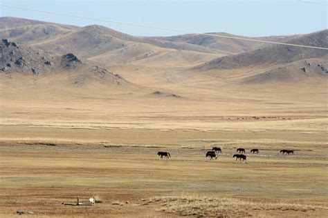 dry climates desert  steppe  learning family
