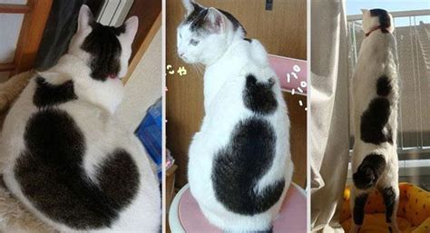 22 Cats With Some Of The Most Unique Fur Patterns You Have