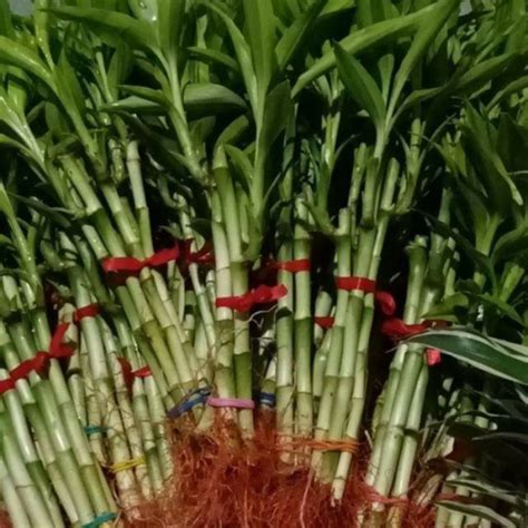 lucky bamboo plants chinese bamboo shopee philippines