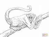 Spider Monkey Coloring Getcolorings Hanging Color sketch template