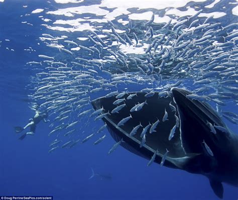 whales eat untamed science