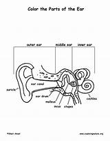 Coloring Ears Pages Library Clip Parts sketch template