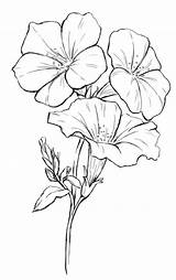 Flower Coloring Drawing Pages Drawings Flowers Petunia Sketch Pencil Dogwood Sketches State Tree Tattoo Line Outline Draw Petunias Painting Color sketch template