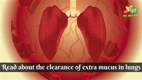 Read About The Clearance Of Extra Mucus In Lungs Mucus Lunges Clearance