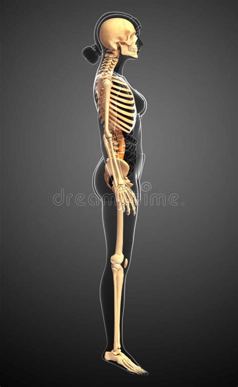 human skeleton side view stock illustration illustration  pelvic