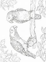 Kleurplaat Papegaai Ausmalbilder Papagei Papegaaien Papageien Persoonlijke sketch template