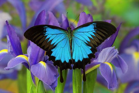 australian mountain blue swallowtail photograph  darrell gulin pixels