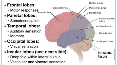 ns brain cerebral cortex anatomy youtube