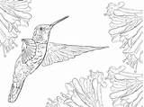 Ausmalbild Hummingbird Kolibris sketch template