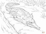 Crocodile Orinoco Ausmalbilder Nile Cocodrilo Krokodil Ausmalbild Getcolorings sketch template