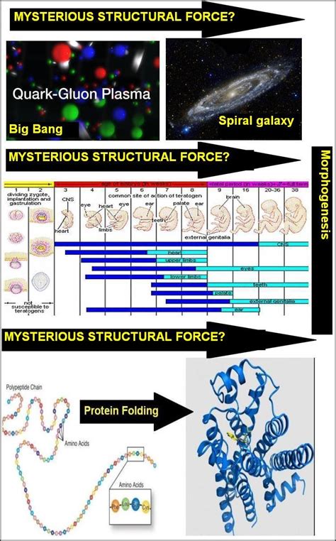 future  cosmos   mysterious life force  protein