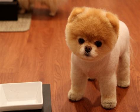 top  cutest dog breeds   world