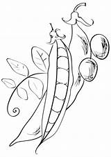 Peas Coloring Pages sketch template