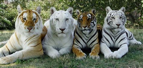los animales tigre