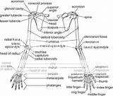 Limb sketch template