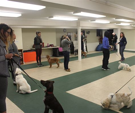 group dog training classes  conshohocken king  prussia pa  positive pooch