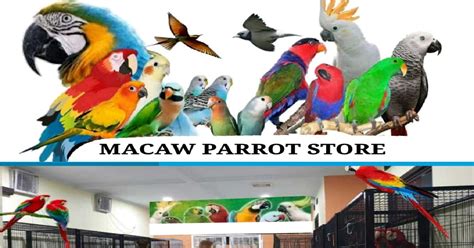 parrot shop indonesia macaw parrot store httpsmacawparrotshopsimdifcom aboutme