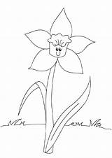 Daffodil Coloring Pages Printable sketch template