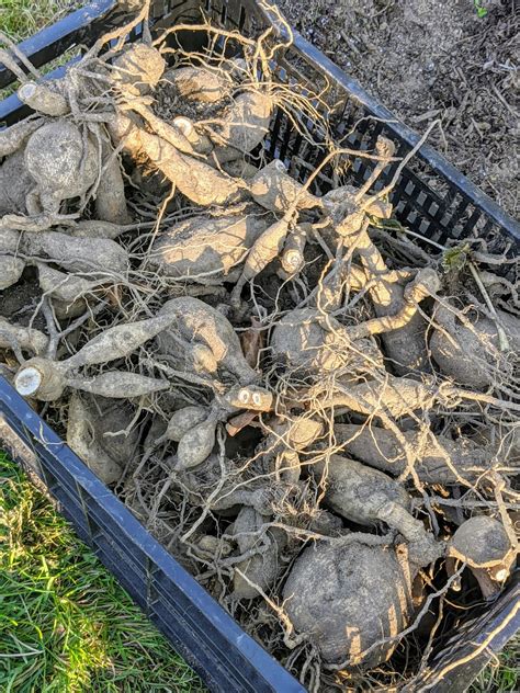 digging   storing dahlia tubers  winter  martha stewart blog