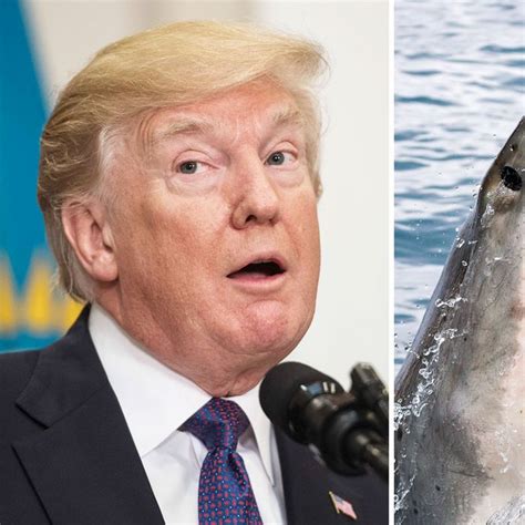 trump fears sharks   believes  tv tells