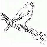 Canary Cliparts Coloring Clipart Pages Favorites Add sketch template