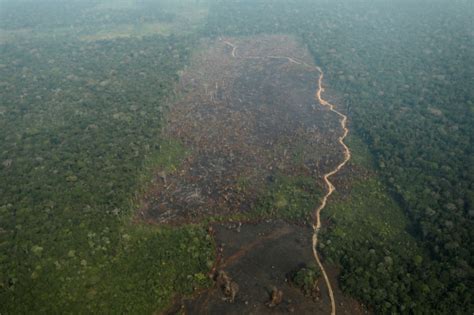 lungs   earth       amazon abs cbn news