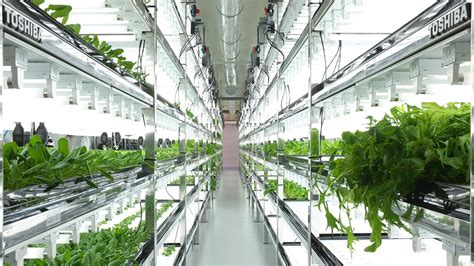 toshiba hydroponic systems introduces  urban farms