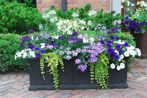 stunning summer planter ideas  front home container gardening