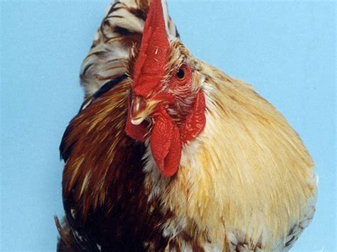 chimera chicken gives insight into avian sex cell