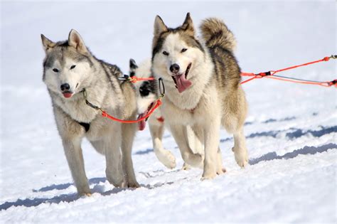 husky sled dog team  work  official bni podcast