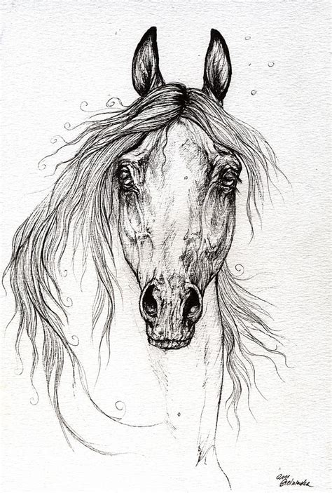 arabian horse drawing  drawing  angel tarantella