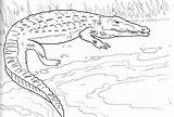 Coloring Caiman Designlooter Nesting Alligator Ground 67kb 407px sketch template