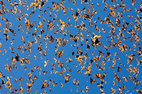 butterfly swarm wallpapers top free butterfly swarm