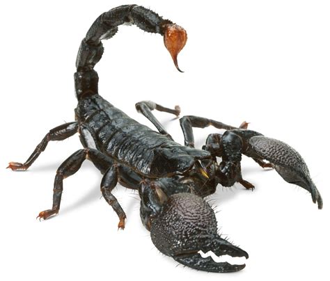 scorpion facts scorpion information dk find