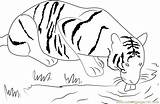 Coloring Taste Water Pages Coloringpages101 Tiger sketch template