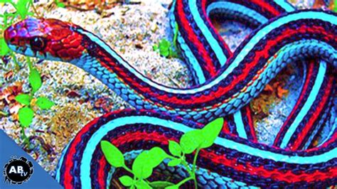 colorful snakes bedecor