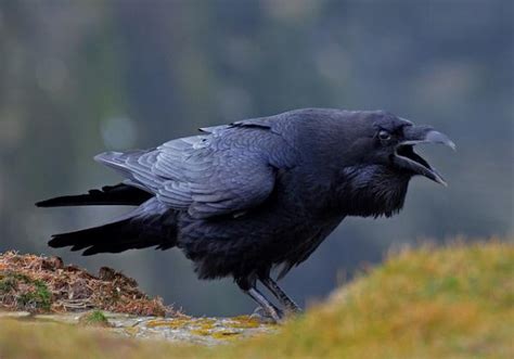 scotland bird raven close up fav images amazing pictures