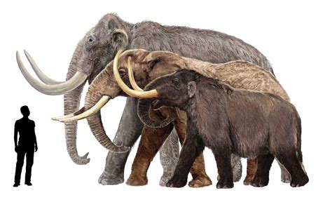 mammoth origins extinction  interaction  people archaeology wiki