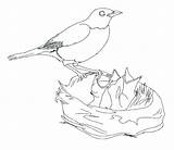 Robin Bird Coloring Pages Drawing Getcolorings Getdrawings sketch template