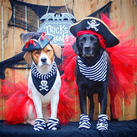 awesome duo costumes   pets cuteness pet halloween