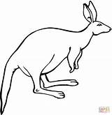 Kangaroo Coloring Pages Ears Printable Clipart Color Kangaroos Animals Baby Drawing sketch template