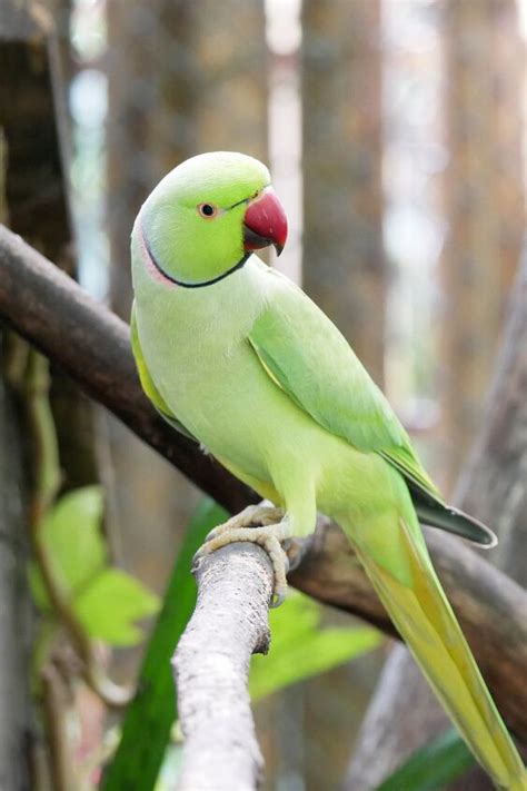 Indian Ringneck Parakeet Health Personality Colors And Sounds