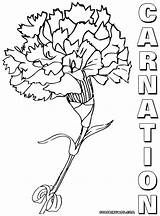 Carnation Coloring Pages Colorings Print sketch template