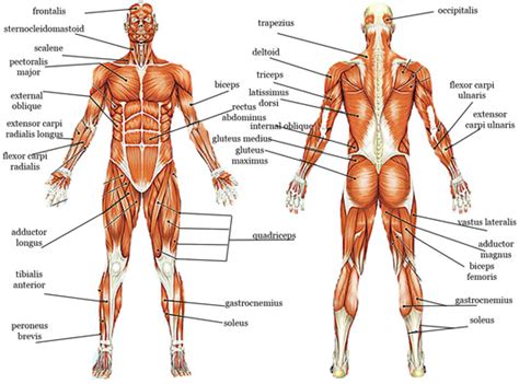 human body system home