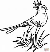 Bird Secretary Coloring Pages Color Birds Printable Clipartbest Super Version Click Clipart Category Supercoloring Categories sketch template