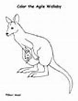 Wallaby Coloring Animals Pages sketch template