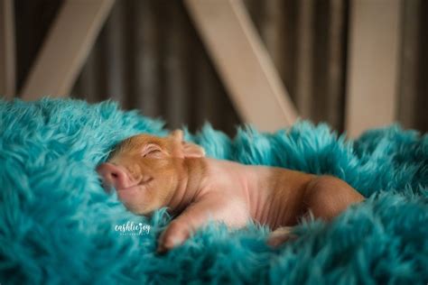 pequeño cerdo obtiene la más adorable sesión de fotos