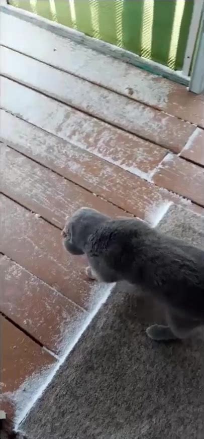 dumpert kat  winterbanden vergeten