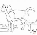 Coon Drawing Getdrawings Dog sketch template