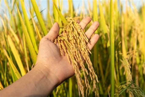 bioengineering method  improve rice crop yields earthcom